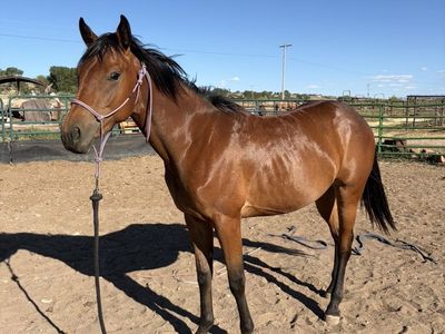 Two year old filly
