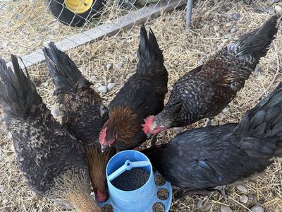 Olive Egger Roosters Free