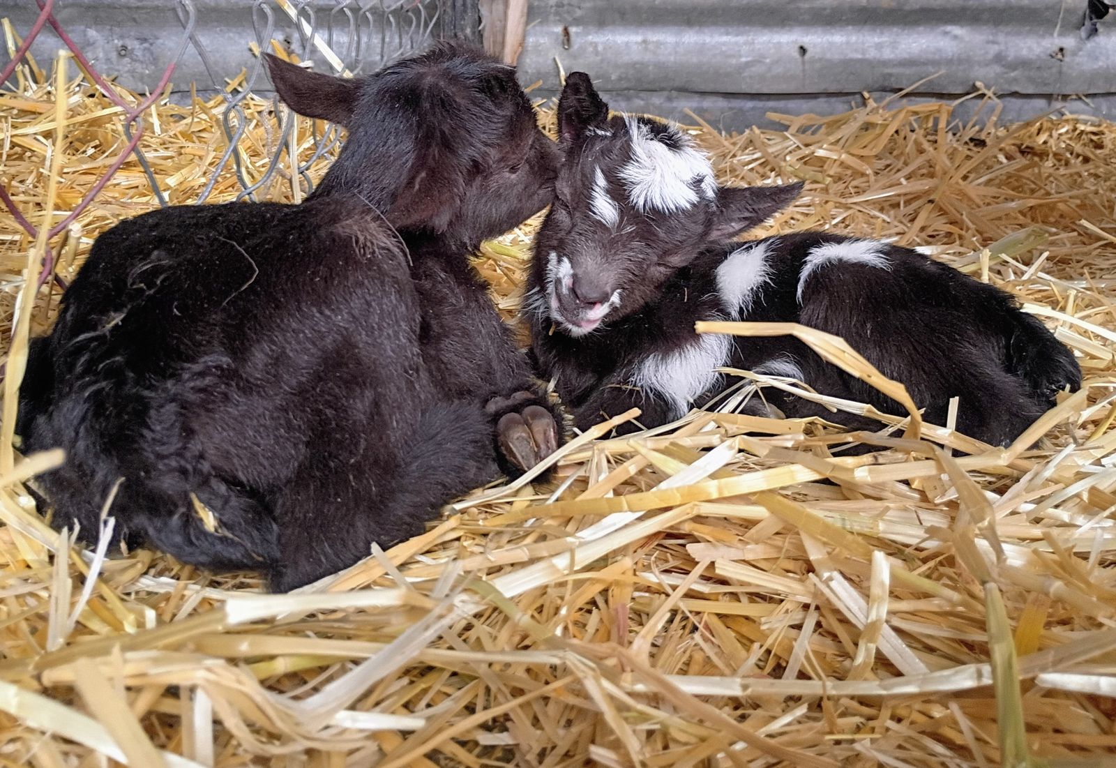 ADGA Nigerian Dwarf Doeling