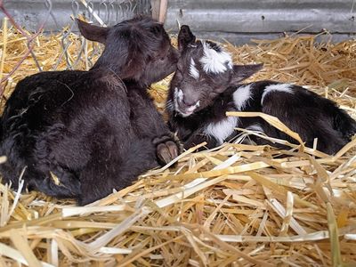 ADGA Nigerian Dwarf Doeling