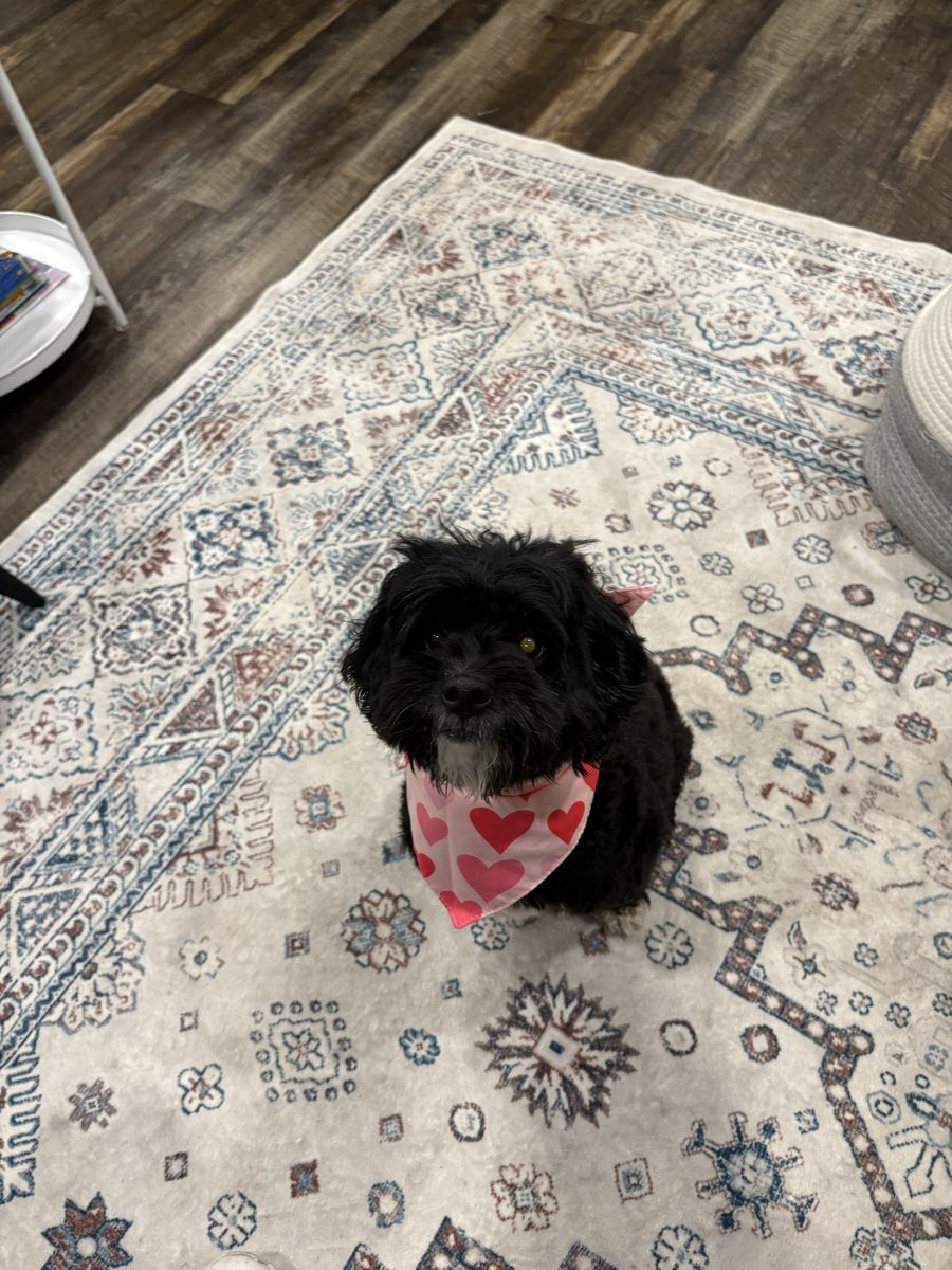 Re-homing our sweet girl Olive