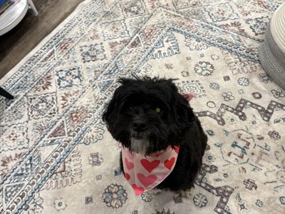 Re-homing our sweet girl Olive