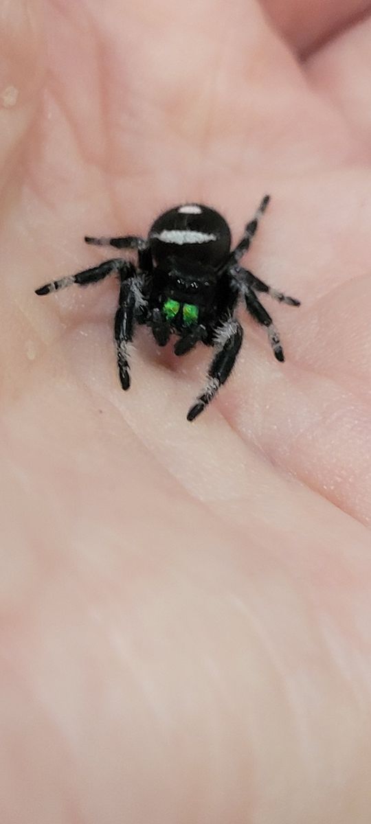 Adorable Female Regal Jumping Spider (Phidippus Regius)