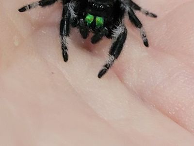 Adorable Female Regal Jumping Spider (Phidippus Regius)