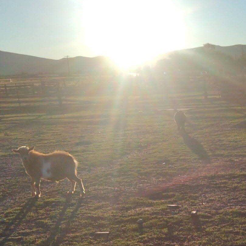 looking for unwanted animals