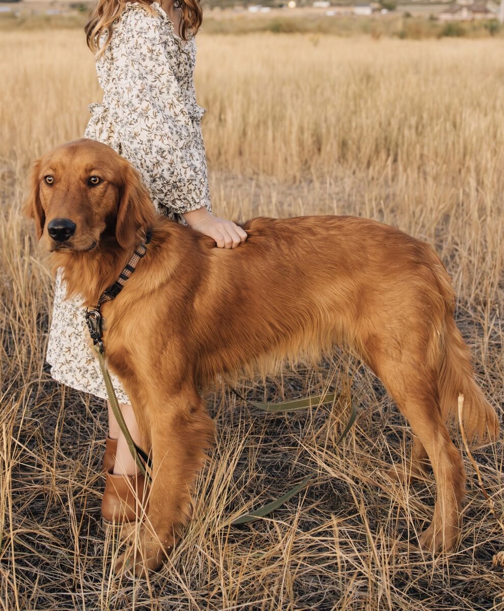 Toasty Red Golden Retriever 1.5 years old Fixed and Trained
