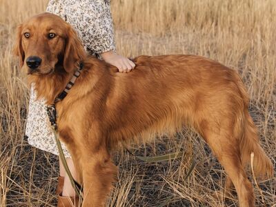 Toasty Red Golden Retriever 1.5 years old Fixed and Trained