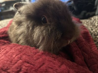 bunny with tooth problem