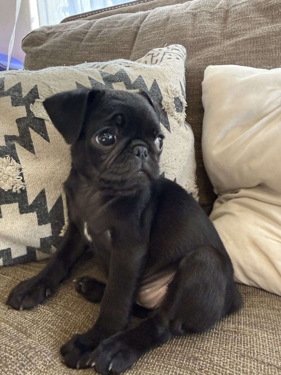 Tiny pug female