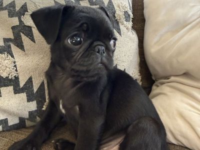 Tiny pug female