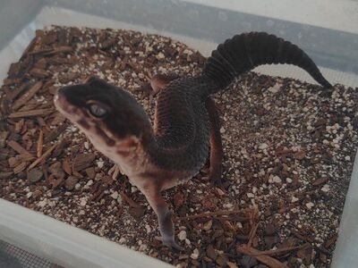 Black Knight Leopard Gecko