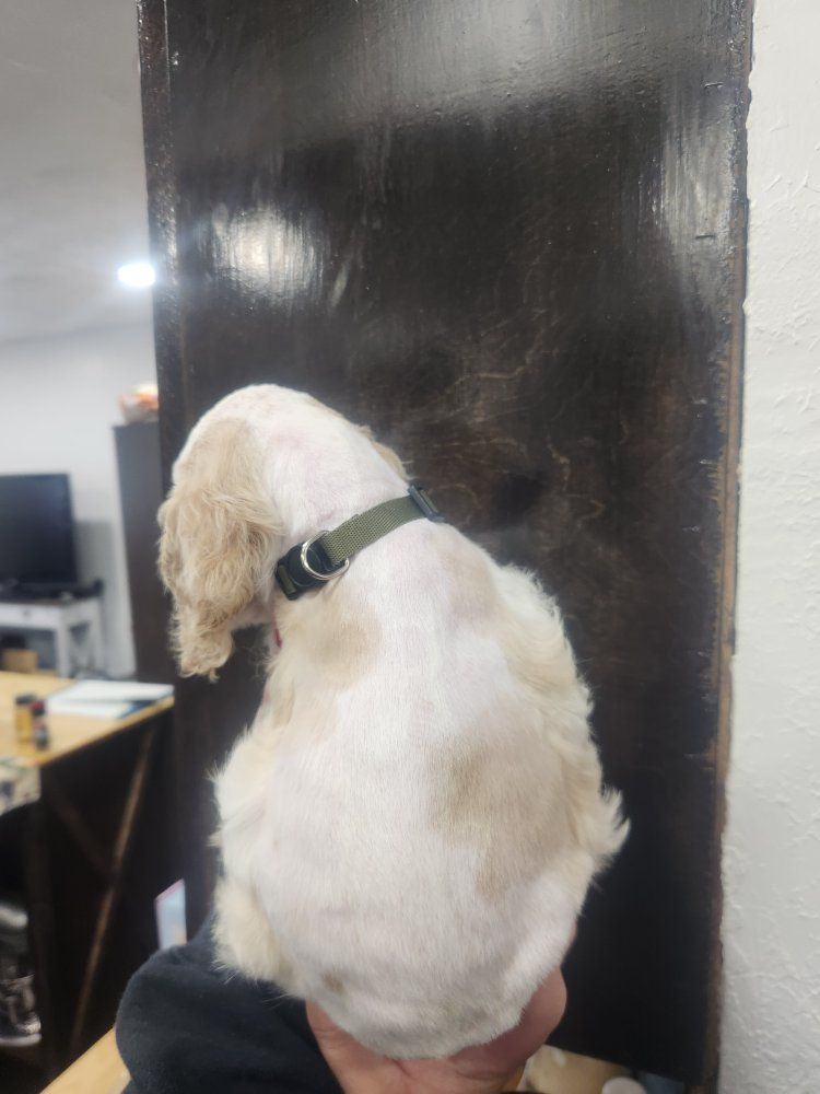 AKC Registered American Cocker Spaniel Puppies