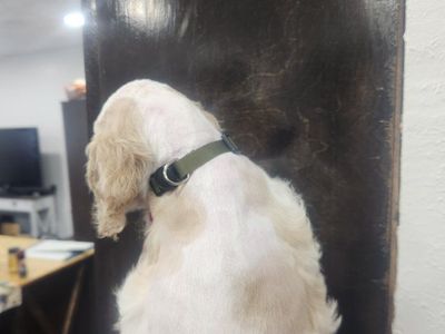 AKC Registered American Cocker Spaniel Puppies
