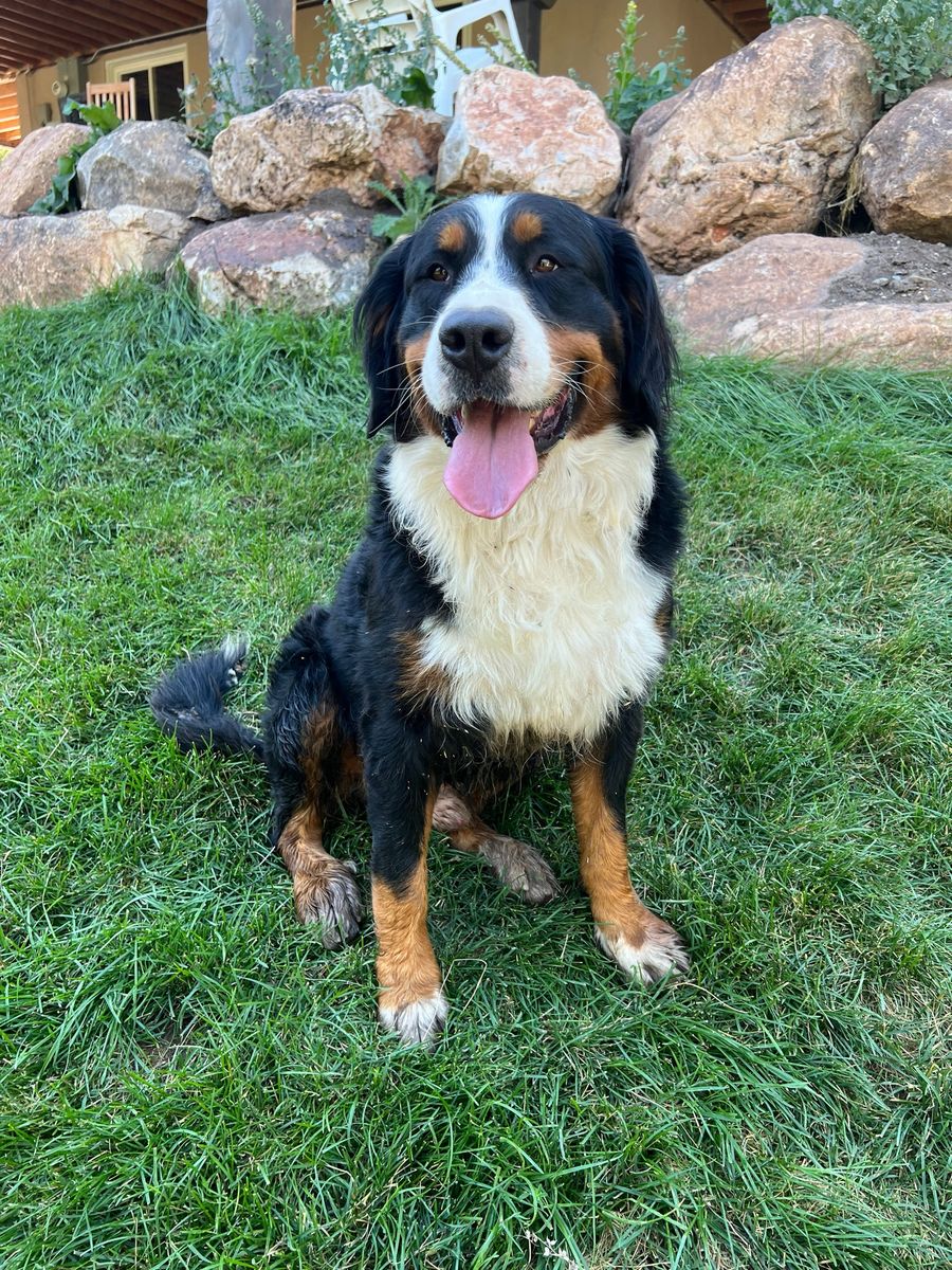 AKC BERNESE MTN, Golden retriever studs-ref creame
