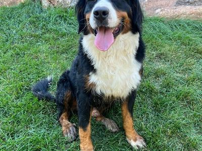 AKC BERNESE MTN, Golden retriever studs-ref creame