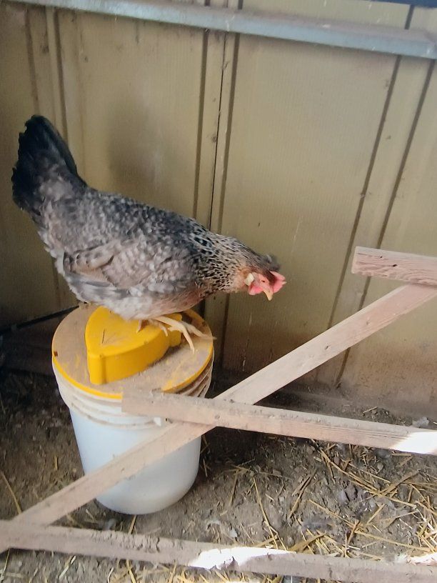 Cream Legbar pullet Chicks. 3 weeks old