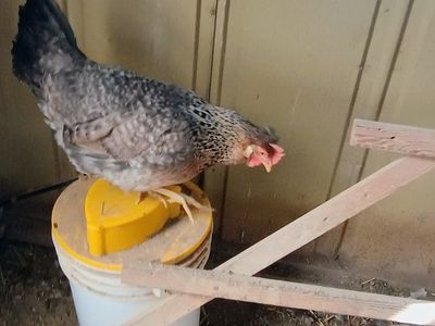 Cream Legbar pullet Chicks. 3 weeks old