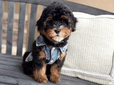 Adorable Mini Bernedoodle!