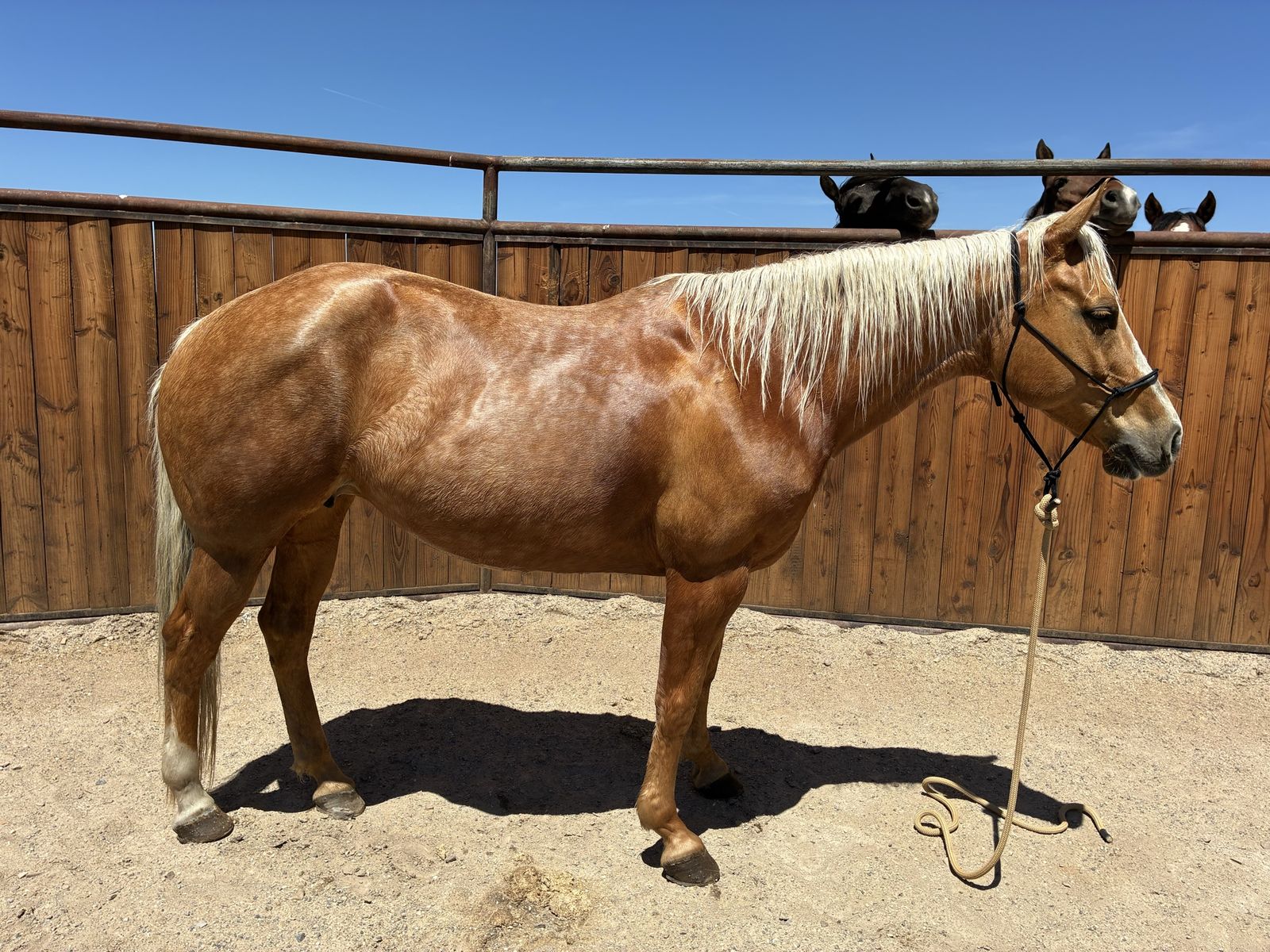 6666’s Ranch Bred Mare