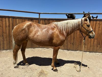 6666’s Ranch Bred Mare