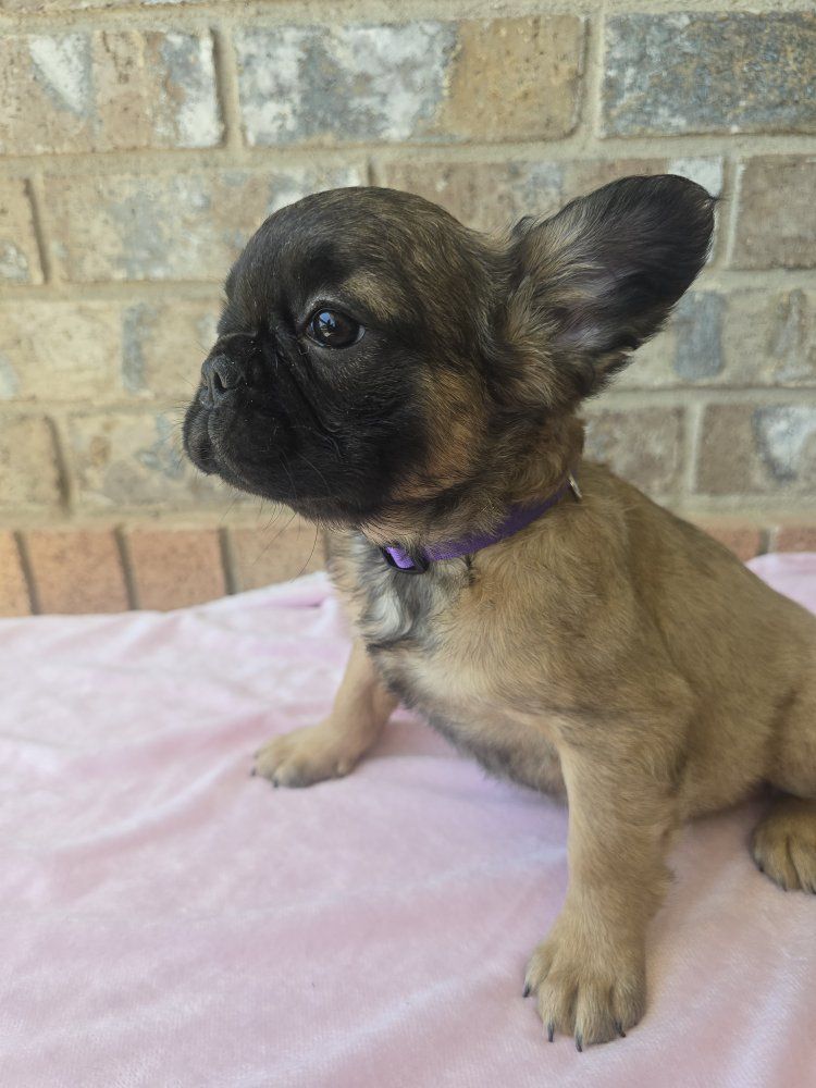 Fluffy French Bulldog Puppies - Male & Female - Ready for New Homes