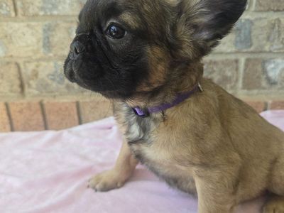 Fluffy French Bulldog Puppies - Male & Female - Ready for New Homes