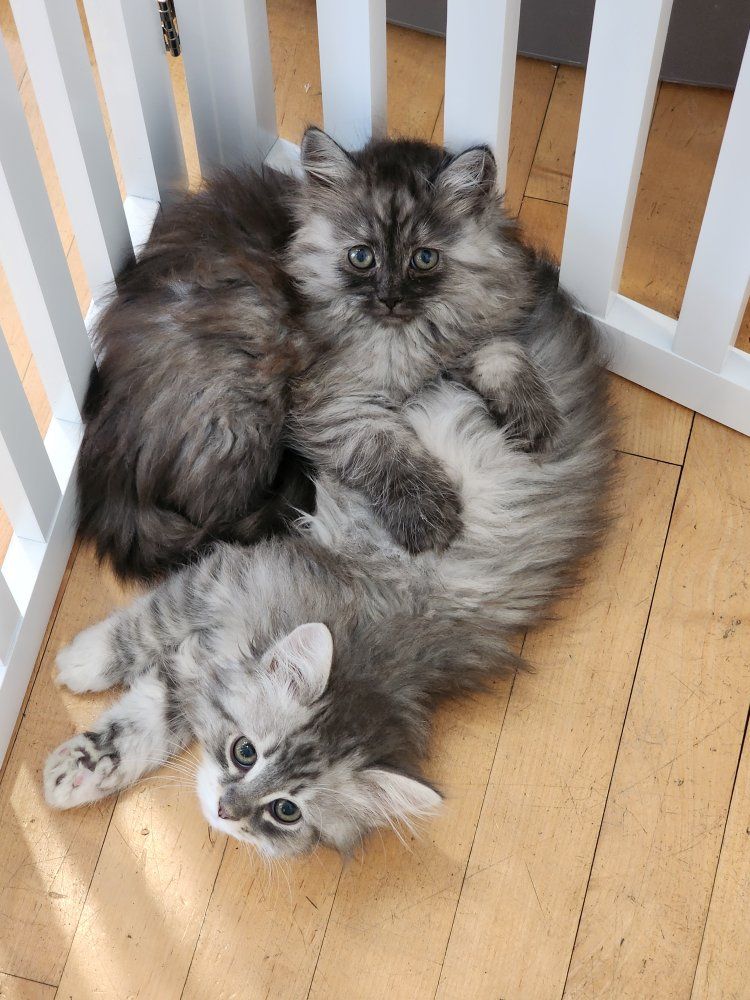 Purebred Siberian Kittens TICA registered SO Sweet SO Playful