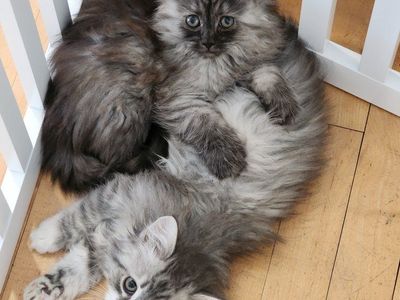Purebred Siberian Kittens TICA registered SO Sweet SO Playful