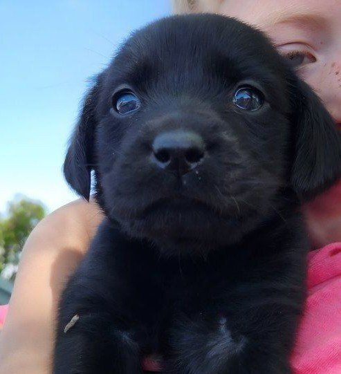 Lab Mix Puppies