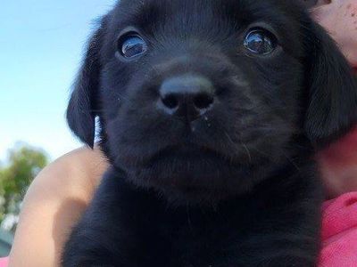 Lab Mix Puppies