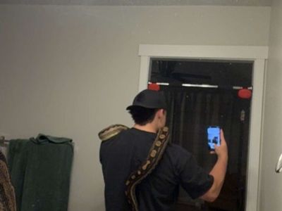 Img motley boa constrictor