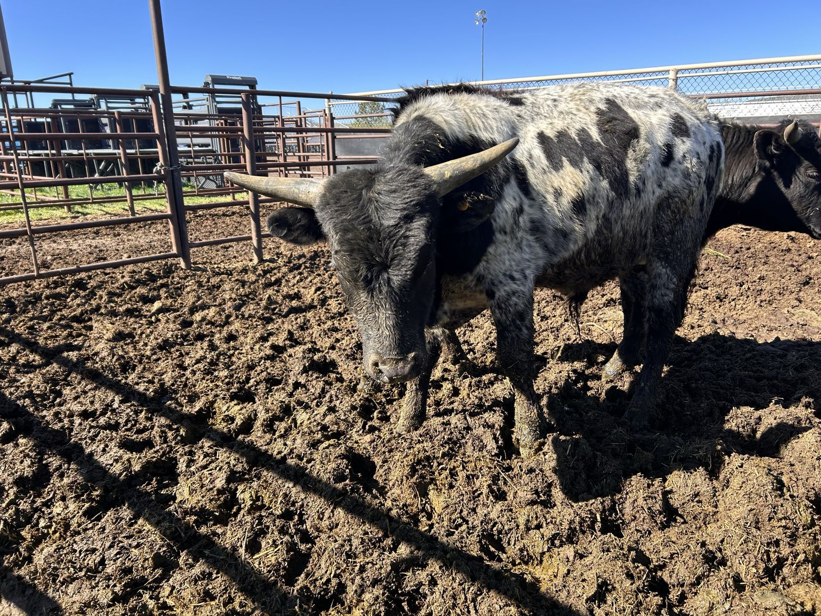7 Fresh Roping Steer
