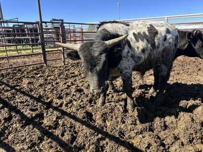 7 Fresh Roping Steer