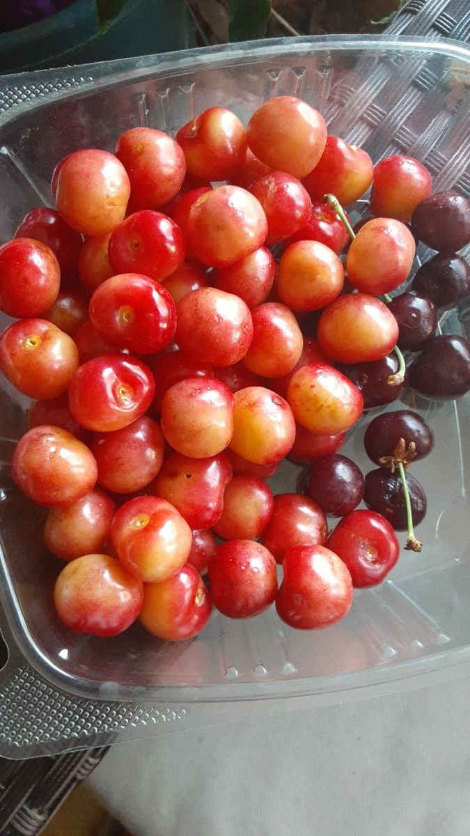 2025 Crabapple Cider, Crabanero Jelly Making Workshop today
