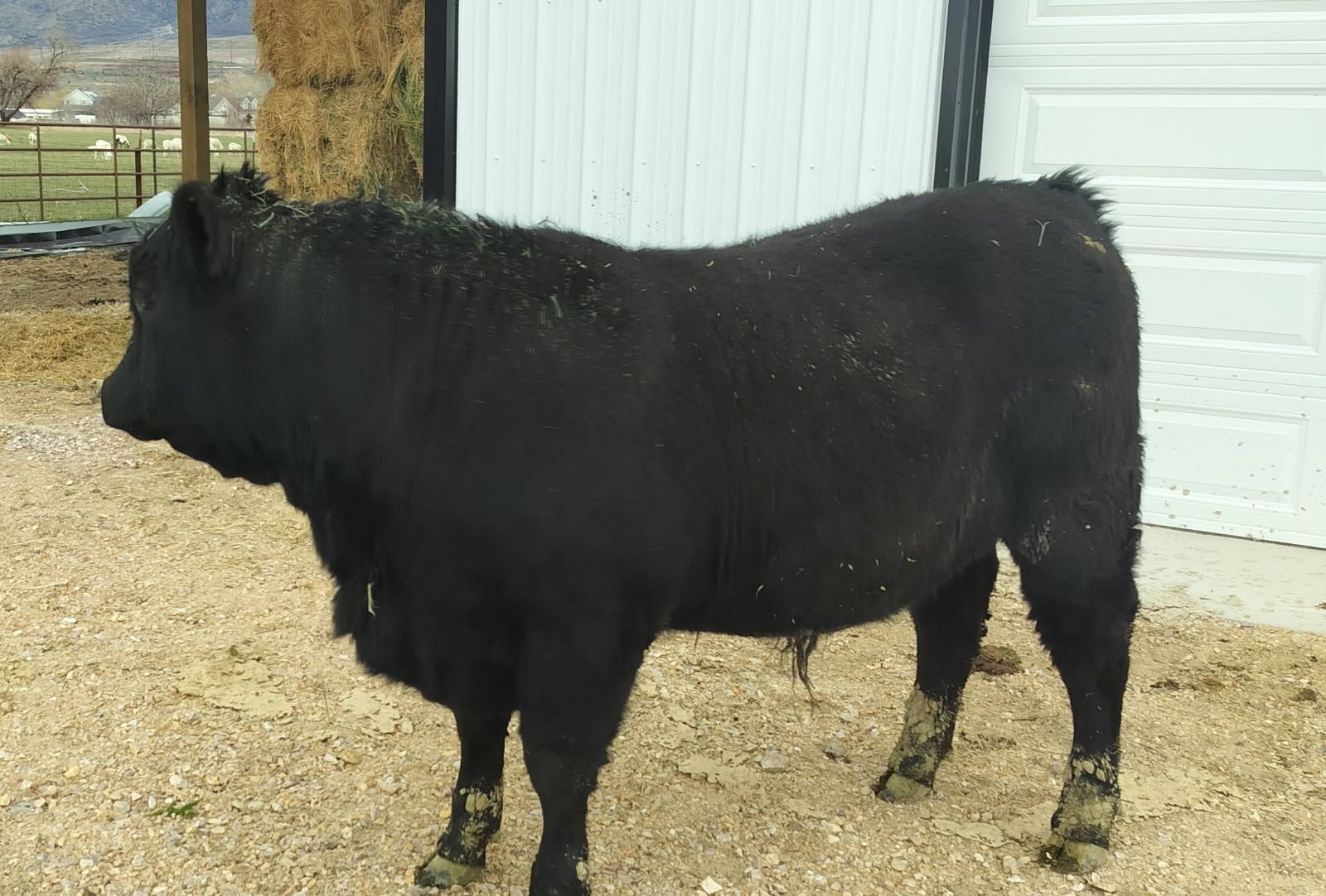 pure bred yearling bull for sale