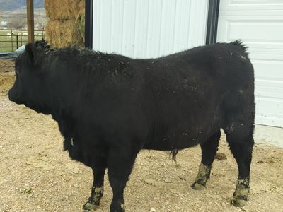 pure bred yearling bull for sale