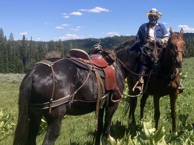 Gelding 9 year old 16.1 hands ex race horse