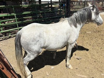 3 Year Old Welsh Pony