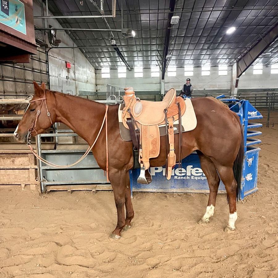 2020 AQHA Performance Bred Mare