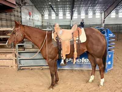 2020 AQHA Performance Bred Mare