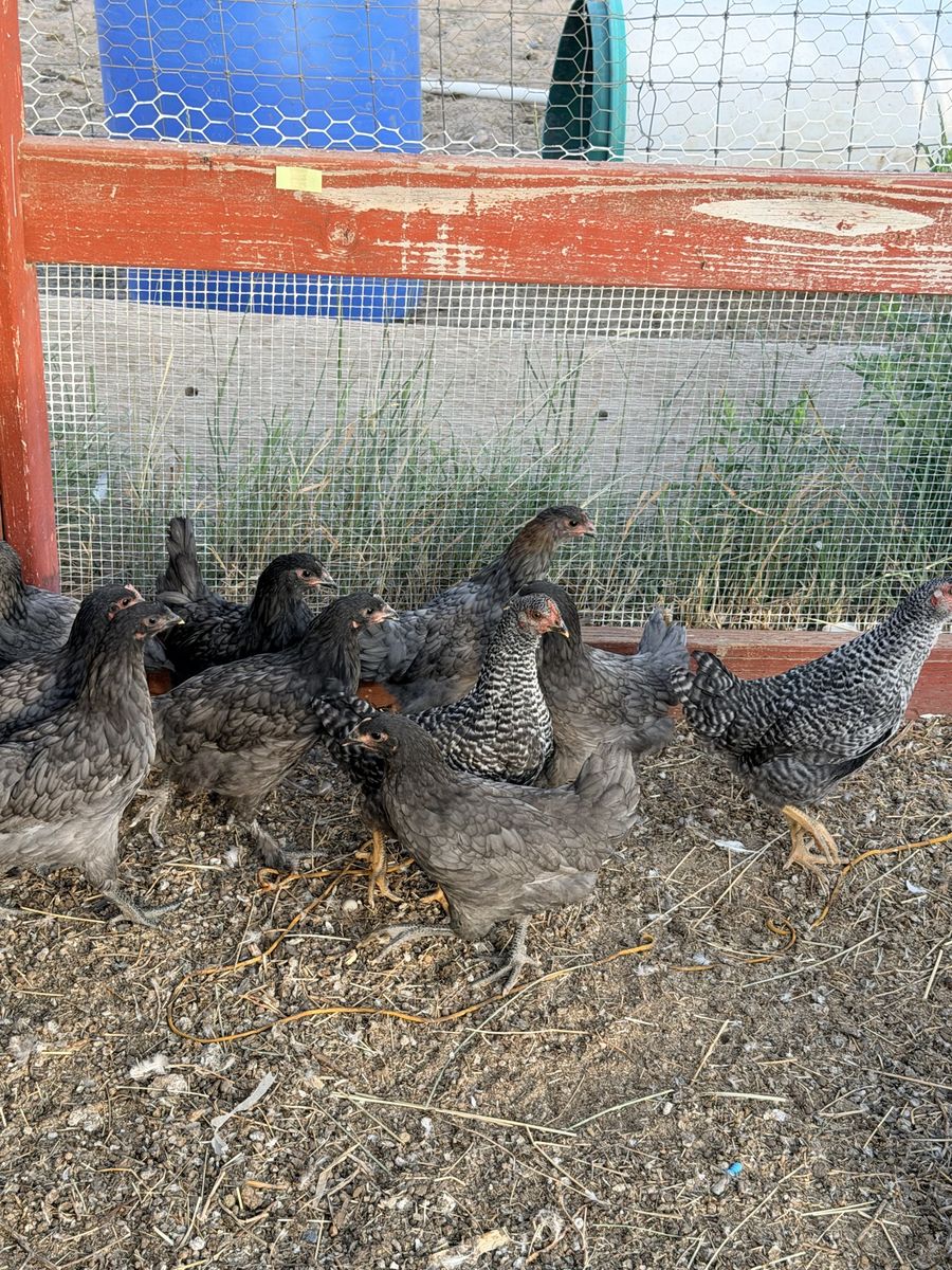 Laying pullets