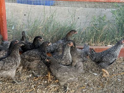 Laying pullets
