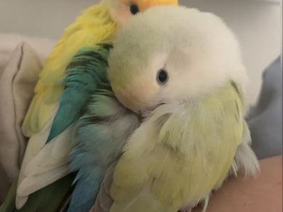 Bonded lovebirds
