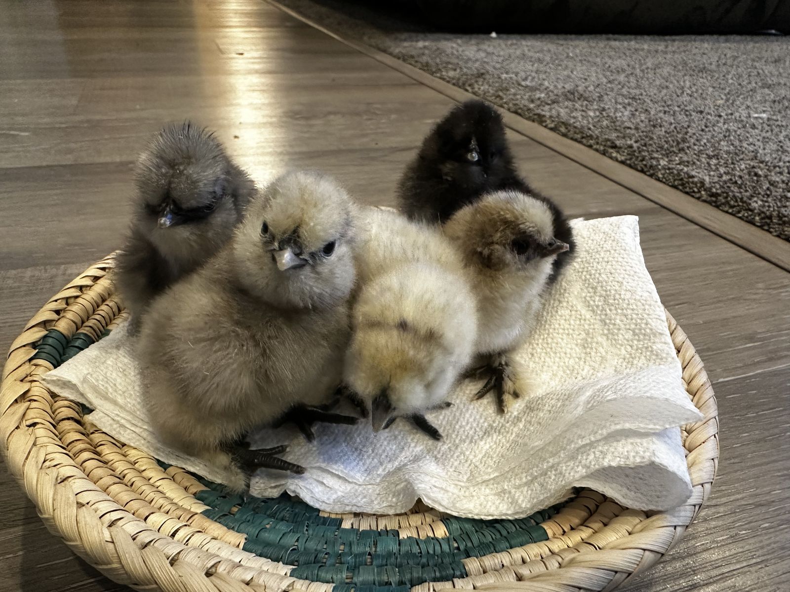 Silkies, Silverudds, Easter Eggers, Olive Eggers