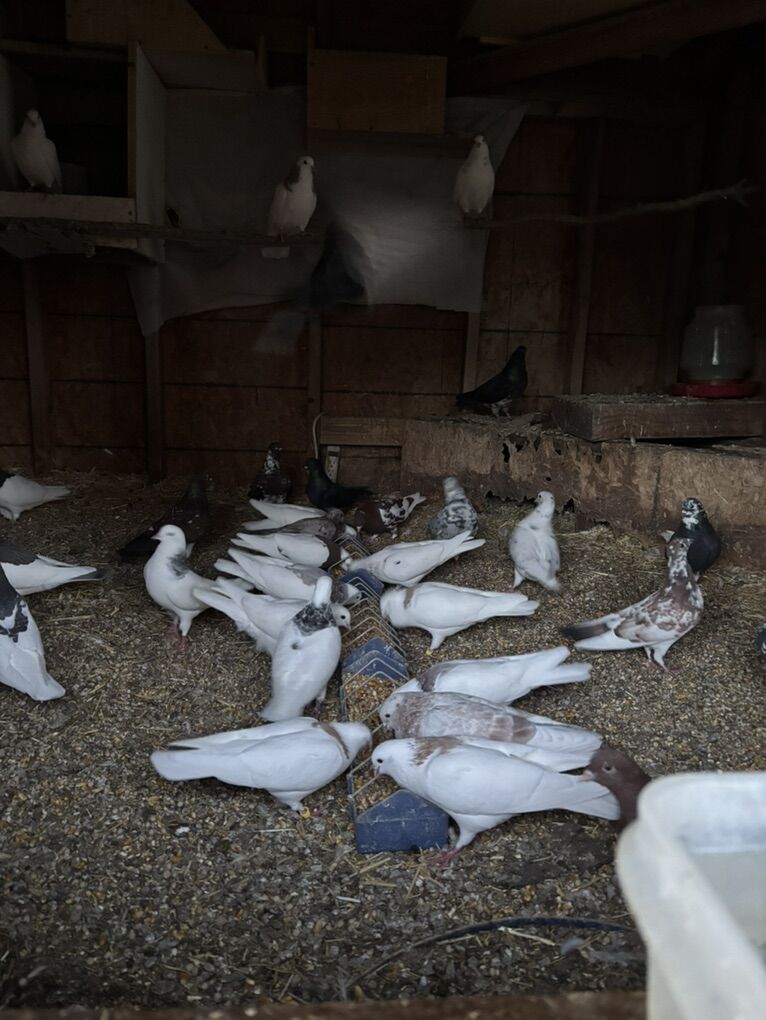 Pigeons Forsale