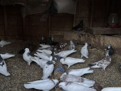 Pigeons Forsale