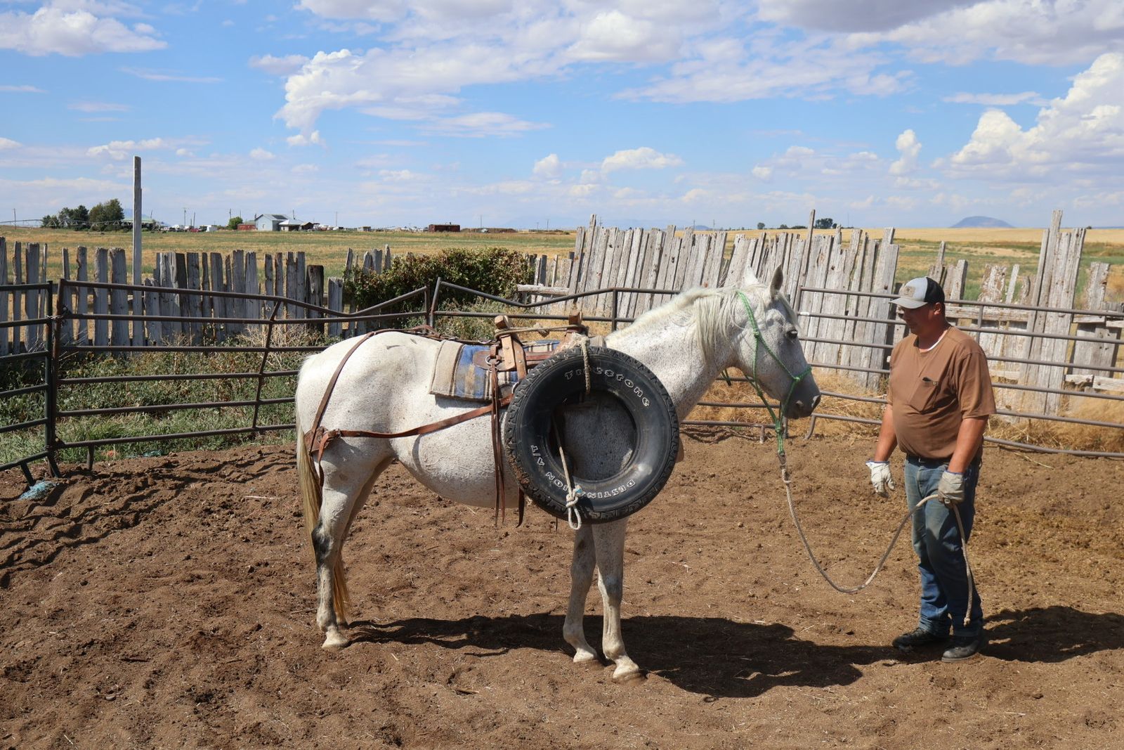 Grey Andalusian Mare