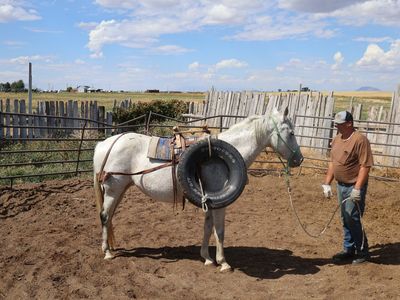 Grey Andalusian Mare