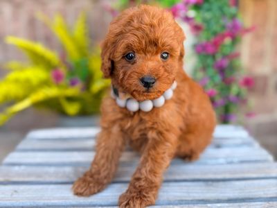 Teacup Goldendoodles 10-15lbs