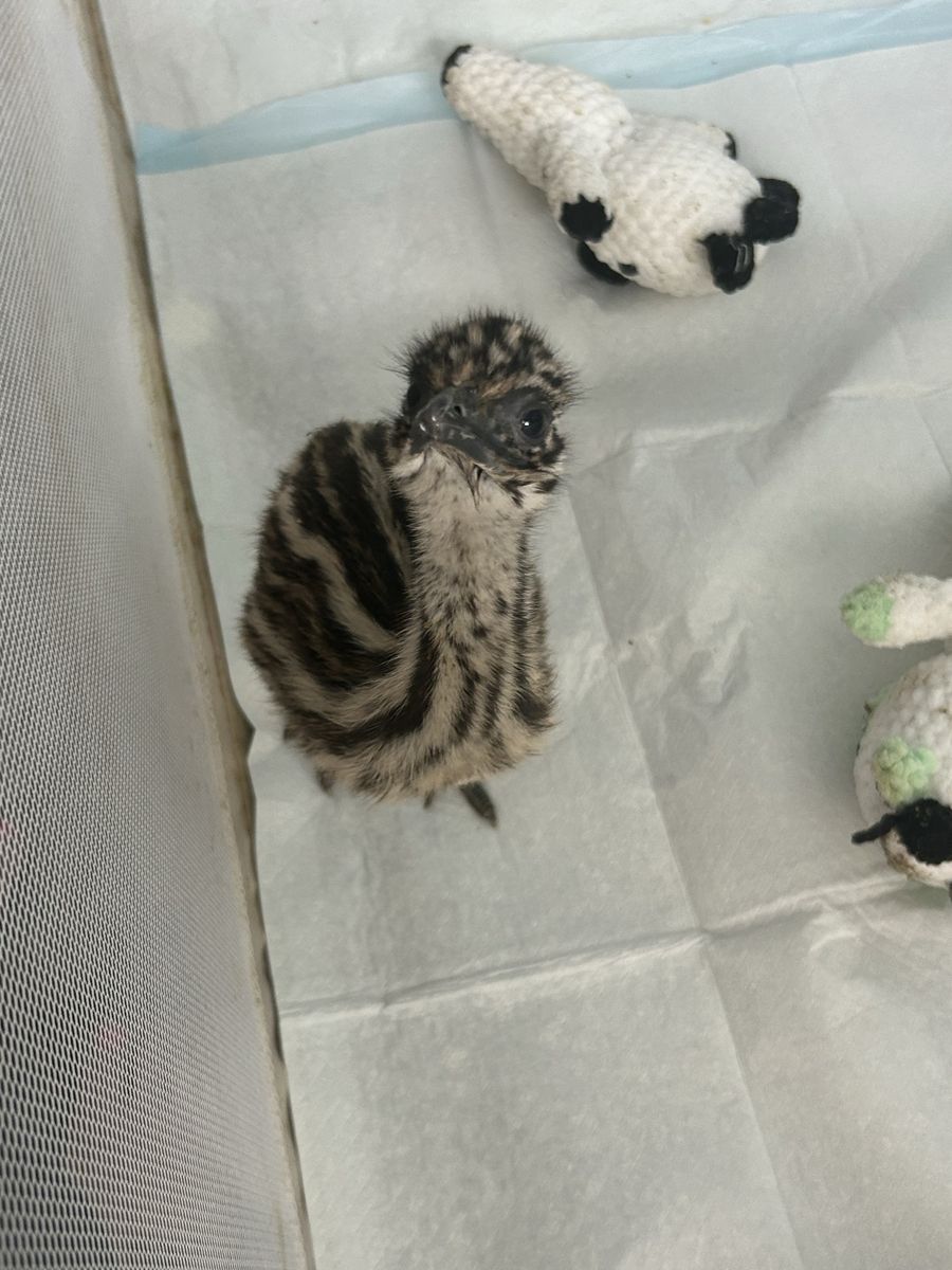 Baby Emu
